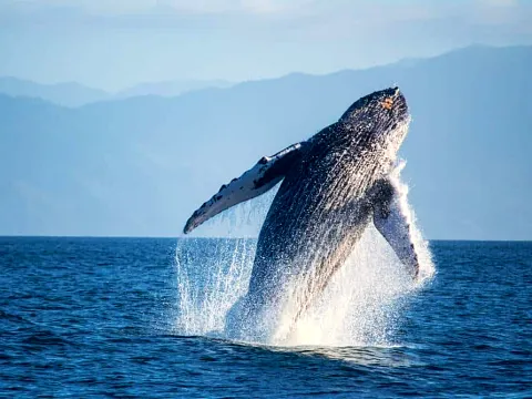 Ballena jorobada saltando fuera del agua con montañas al fondo